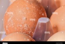 4 Tanda Telur Di Kulkas Sudah Tak Layak Masak, Dari Bau Hingga Warna Aneh