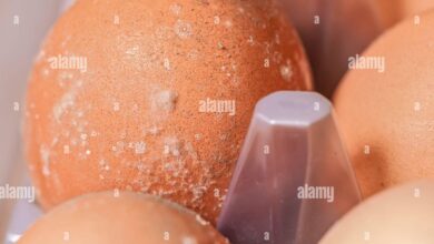 4 Tanda Telur Di Kulkas Sudah Tak Layak Masak, Dari Bau Hingga Warna Aneh