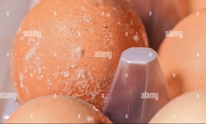 4 Tanda Telur Di Kulkas Sudah Tak Layak Masak, Dari Bau Hingga Warna Aneh