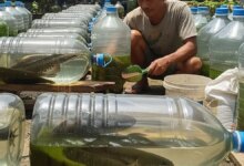 Ikan Gabus di Galon Sering Mati? 5 Trik Sederhana Ini Bikin Tumbuh Lebih Cepat