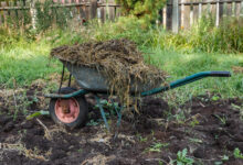 Limbah Ternak Tak Lagi Menjijikkan, 8 Ide Kebun Ini Malah Membuat Panen Lebih Subur