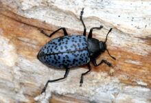 Blue Fungus Beetle, Kumbang Biru Mungil Yang Ternyata Penjaga Daur Ulang Hutan