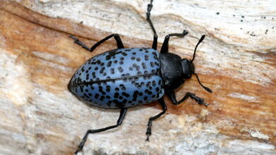 Blue Fungus Beetle, Kumbang Biru Mungil Yang Ternyata Penjaga Daur Ulang Hutan