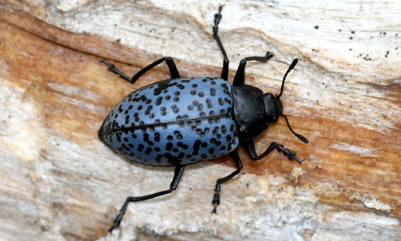 Blue Fungus Beetle, Kumbang Biru Mungil Yang Ternyata Penjaga Daur Ulang Hutan