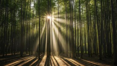 6 Prompt Gemini AI di Hutan Bambu, Foto Dramatis yang Tetap Terlihat Asli