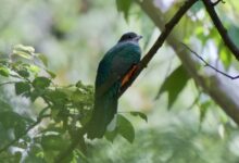 Eared Quetzal, Si Permata Pegunungan Yang Ternyata Bisa Bermigrasi Jauh