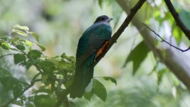 Eared Quetzal, Si Permata Pegunungan Yang Ternyata Bisa Bermigrasi Jauh