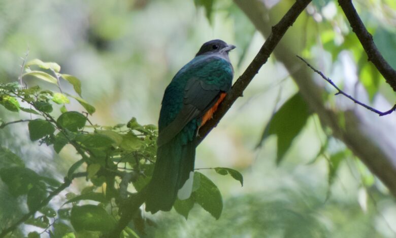 Eared Quetzal, Si Permata Pegunungan Yang Ternyata Bisa Bermigrasi Jauh