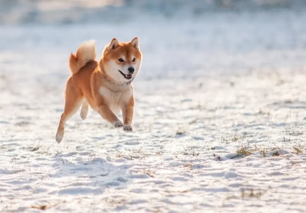 Rp10 Juta Di Dogecoin 10 Tahun Lalu, Kini Jadi Berapa?