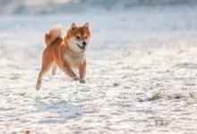 Rp10 Juta Di Dogecoin 10 Tahun Lalu, Kini Jadi Berapa?