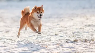 Rp10 Juta Di Dogecoin 10 Tahun Lalu, Kini Jadi Berapa?