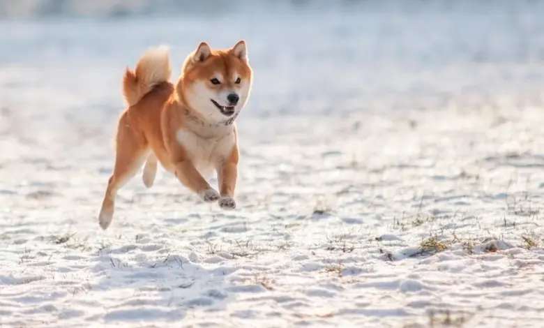 Rp10 Juta Di Dogecoin 10 Tahun Lalu, Kini Jadi Berapa?