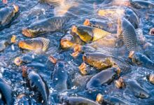 Cuaca Makin Tak Menentu, 5 Ikan Lauk Ini Tetap Tangguh dan Ramah untuk Pemula