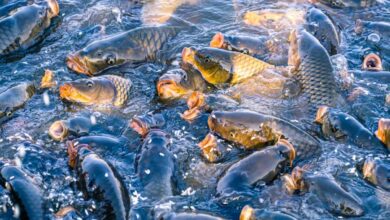 Cuaca Makin Tak Menentu, 5 Ikan Lauk Ini Tetap Tangguh dan Ramah untuk Pemula