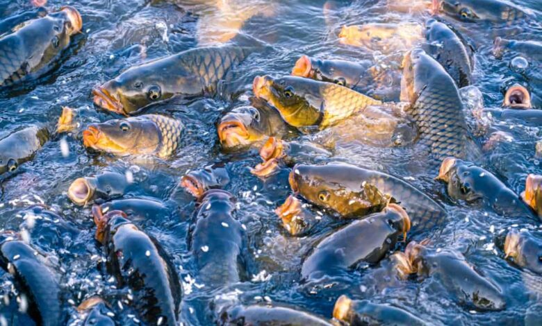 Cuaca Makin Tak Menentu, 5 Ikan Lauk Ini Tetap Tangguh dan Ramah untuk Pemula