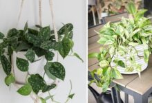 4 Jenis Tanaman Sirih yang Cantik, Ternyata Ada yang Bikin Rumah Lebih Segar