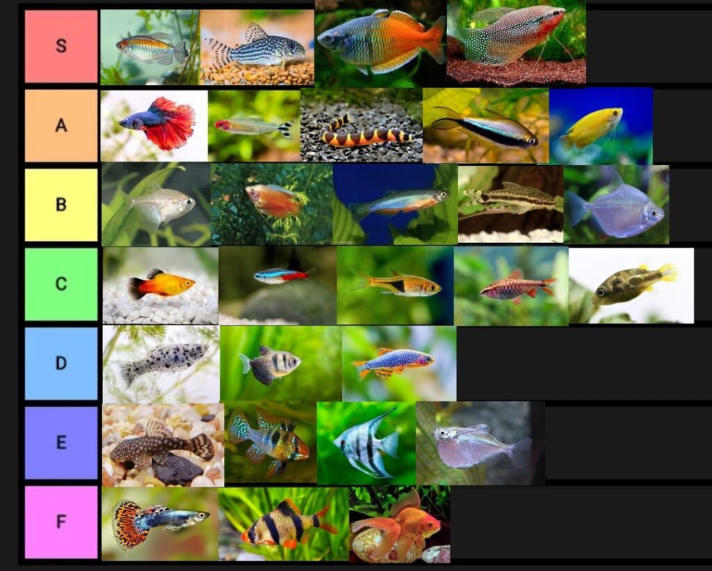 7 Ikan Air Tawar yang Tetap Cantik Meski Anda Sibuk Seharian, Minim Rewel dan Menenangkan