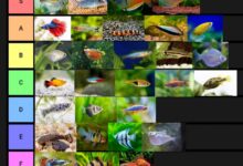 7 Ikan Air Tawar yang Tetap Cantik Meski Anda Sibuk Seharian, Minim Rewel dan Menenangkan