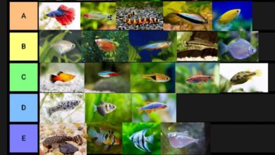 7 Ikan Air Tawar yang Tetap Cantik Meski Anda Sibuk Seharian, Minim Rewel dan Menenangkan