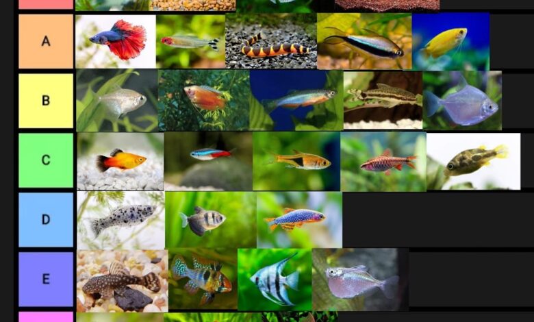 7 Ikan Air Tawar yang Tetap Cantik Meski Anda Sibuk Seharian, Minim Rewel dan Menenangkan