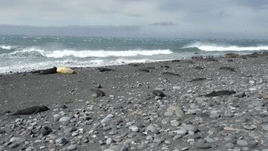 Flu Burung Diduga Picu Kematian Massal 13.000 Anak Anjing Laut di Wilayah Australia