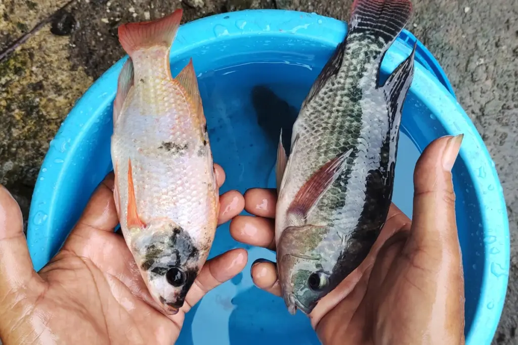 8 Ikan Konsumsi untuk Pemula, Ada yang Bisa Dipanen dalam 2 Bulan dan Tetap Menguntungkan