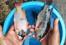 8 Ikan Konsumsi untuk Pemula, Ada yang Bisa Dipanen dalam 2 Bulan dan Tetap Menguntungkan