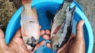8 Ikan Konsumsi untuk Pemula, Ada yang Bisa Dipanen dalam 2 Bulan dan Tetap Menguntungkan
