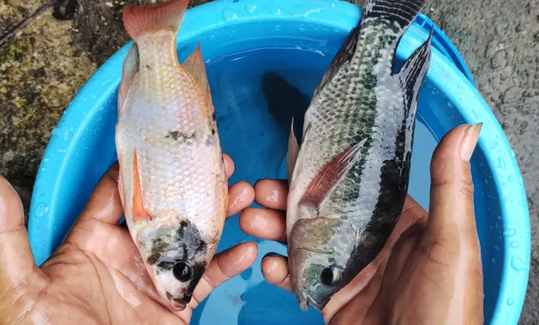 8 Ikan Konsumsi untuk Pemula, Ada yang Bisa Dipanen dalam 2 Bulan dan Tetap Menguntungkan