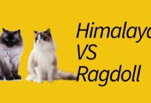 Kucing Himalaya Vs Ragdoll, Mirip Sekilas Tapi Beda Besar dalam Perawatan dan Sifat