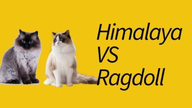 Kucing Himalaya Vs Ragdoll, Mirip Sekilas Tapi Beda Besar dalam Perawatan dan Sifat