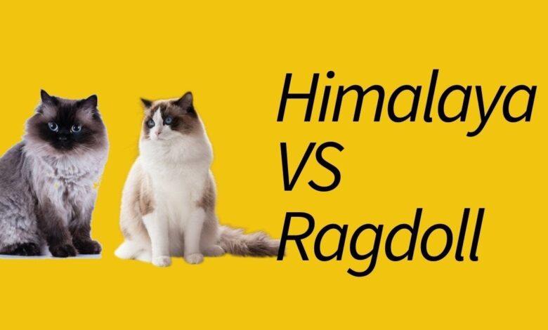 Kucing Himalaya Vs Ragdoll, Mirip Sekilas Tapi Beda Besar dalam Perawatan dan Sifat