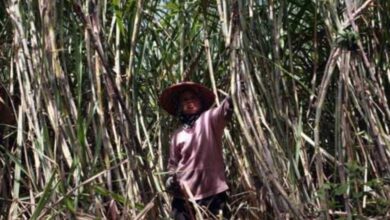 Jatim Pacu Produktivitas Tebu Lewat Bongkar Ratun, Jalan Cepat Menuju Swasembada Gula