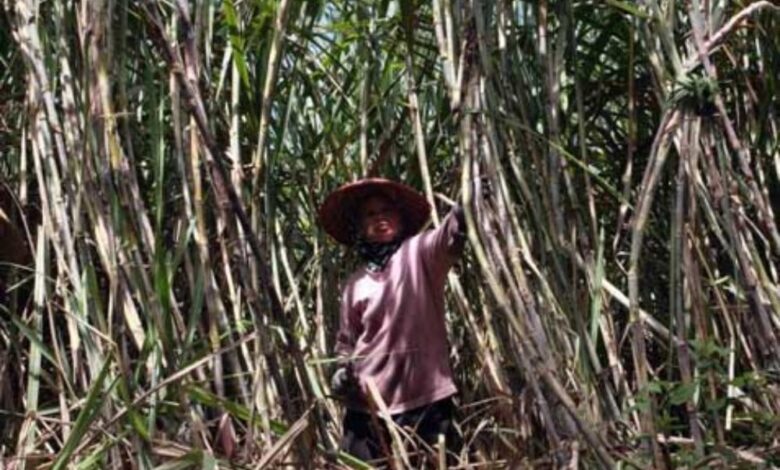 Jatim Pacu Produktivitas Tebu Lewat Bongkar Ratun, Jalan Cepat Menuju Swasembada Gula