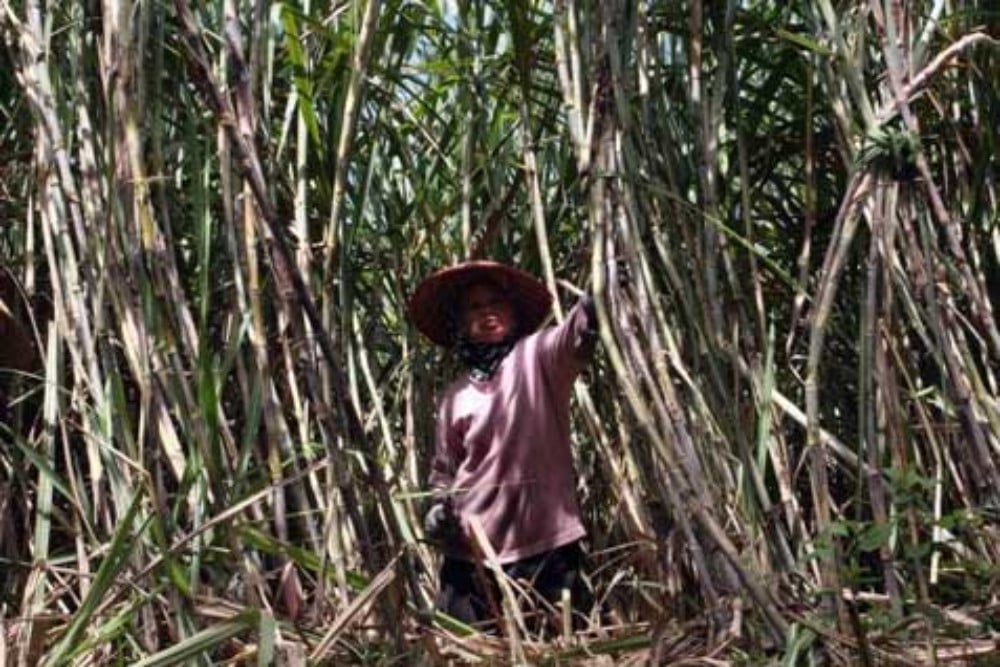 Jatim Pacu Produktivitas Tebu Lewat Bongkar Ratun, Jalan Cepat Menuju Swasembada Gula