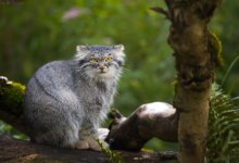 7 Fakta Kucing Hutan, Dari Gonggongan Mirip Anjing Hingga Jago Berenang