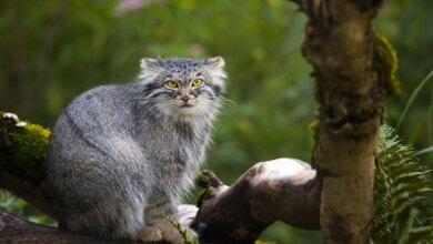 7 Fakta Kucing Hutan, Dari Gonggongan Mirip Anjing Hingga Jago Berenang
