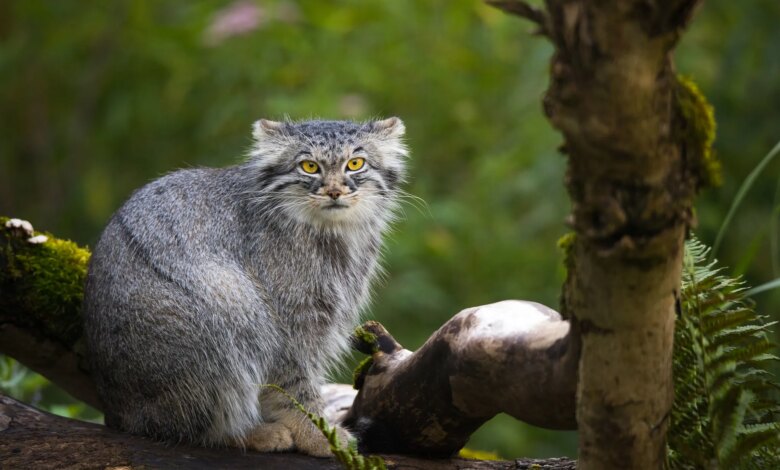 7 Fakta Kucing Hutan, Dari Gonggongan Mirip Anjing Hingga Jago Berenang