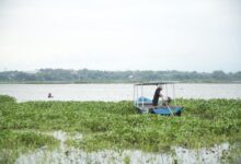 Eceng Gondok Jadi Sumber Penghasilan Warga, Pertamina Dorong Inovasi Di Sumsel Dan Jateng