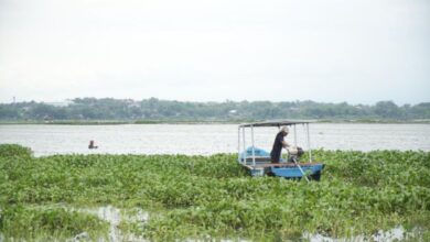 Eceng Gondok Jadi Sumber Penghasilan Warga, Pertamina Dorong Inovasi Di Sumsel Dan Jateng