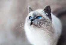 Kucing Himalaya Bukan Dari Himalaya, 7 Fakta Yang Sering Disalahpahami