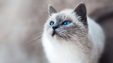 Kucing Himalaya Bukan Dari Himalaya, 7 Fakta Yang Sering Disalahpahami