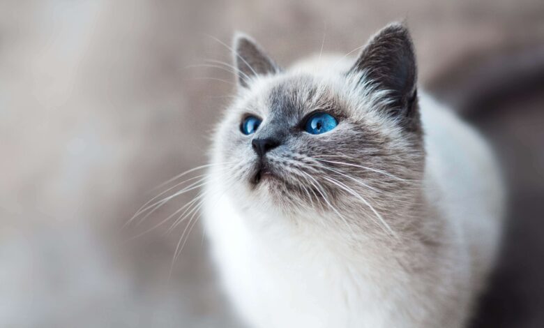 Kucing Himalaya Bukan Dari Himalaya, 7 Fakta Yang Sering Disalahpahami