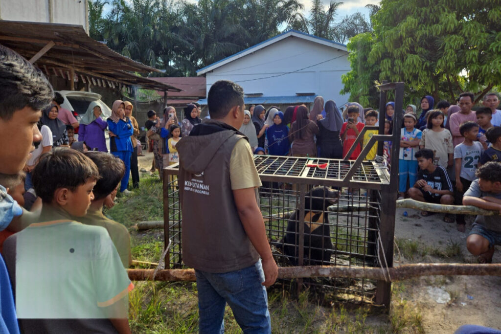 Beruang Madu Turun ke Permukiman Pelalawan, BBKSDA Riau Bergerak Menanganinya