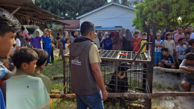 Beruang Madu Turun ke Permukiman Pelalawan, BBKSDA Riau Bergerak Menanganinya