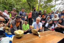 Rahasia Petani Wonosobo Rawat Pohon Durian, Panen 2 Kali Setahun Bukan Kebetulan