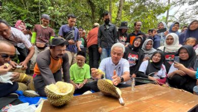 Rahasia Petani Wonosobo Rawat Pohon Durian, Panen 2 Kali Setahun Bukan Kebetulan