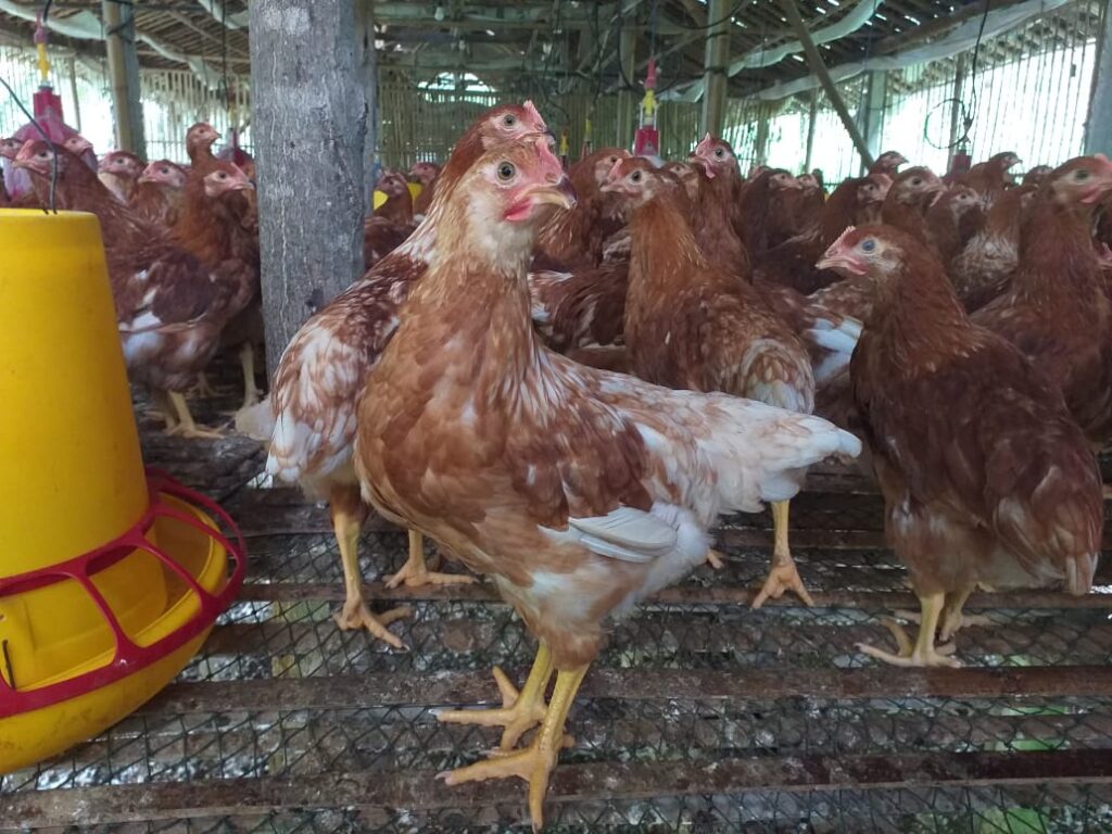 Dari Pengangkut Pakan Jadi Pionir Ayam Petelur Bekasi, Nirin Bangun 1.000 Ekor Lewat KUR BRI