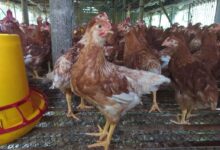 Dari Pengangkut Pakan Jadi Pionir Ayam Petelur Bekasi, Nirin Bangun 1.000 Ekor Lewat KUR BRI