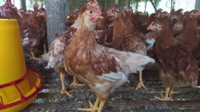 Dari Pengangkut Pakan Jadi Pionir Ayam Petelur Bekasi, Nirin Bangun 1.000 Ekor Lewat KUR BRI